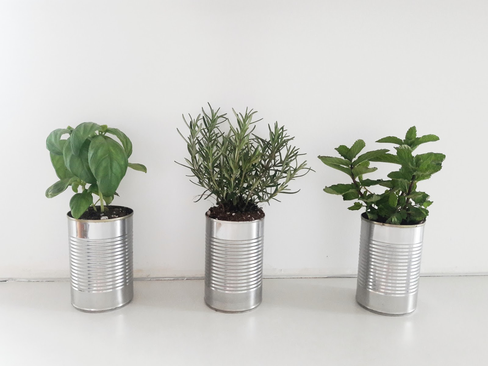 Tin can herb planters